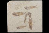 Fossil Fish (Knightia) Plate - Wyoming #111233-1